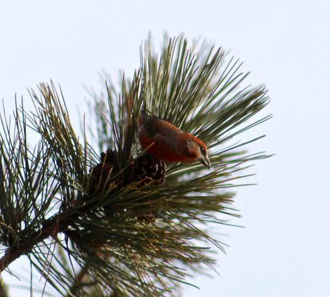 A red crossbill